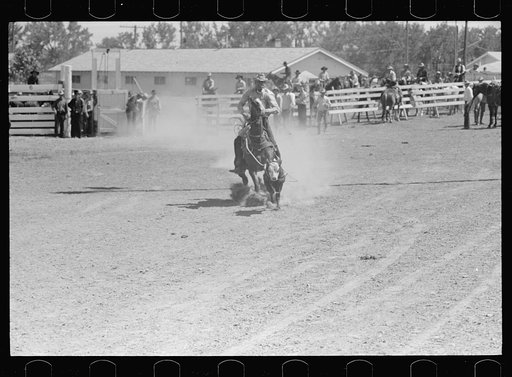 Untitled photo, possibly related to: Roping a calf, rodeo, Miles City, Montana