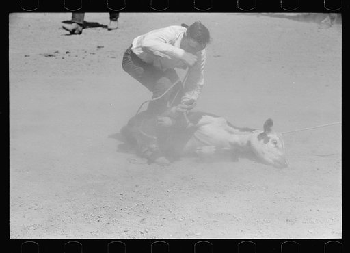 Untitled photo, possibly related to: Roping a calf, rodeo, Miles City, Montana