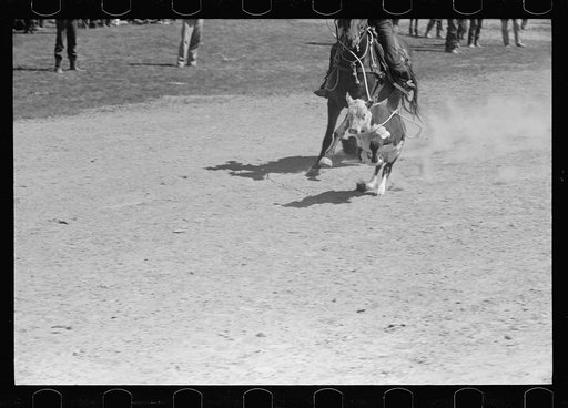 Untitled photo, possibly related to: Roping a calf, rodeo, Miles City, Montana