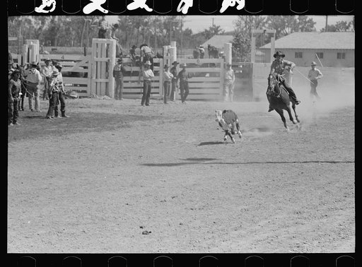 Untitled photo, possibly related to: Roping a calf, rodeo, Miles City, Montana