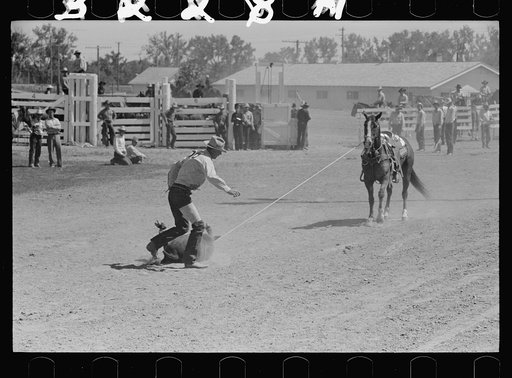 Roping a calf, rodeo, Miles City, Montana