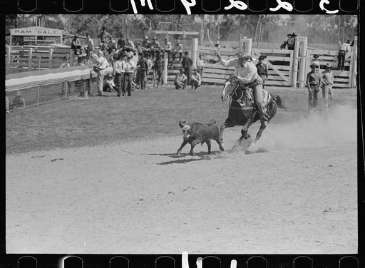 Roping a calf, rodeo, Miles City, Montana