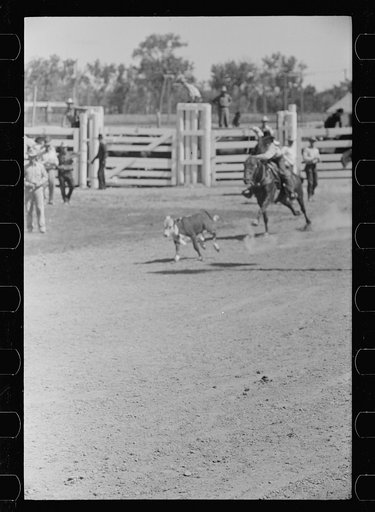 Untitled photo, possibly related to: Roping a calf, rodeo, Miles City, Montana