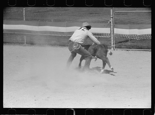 Untitled photo, possibly related to: Roping a calf, rodeo, Miles City, Montana