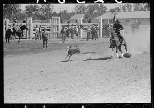 Roping a calf, rodeo, Miles City, Montana