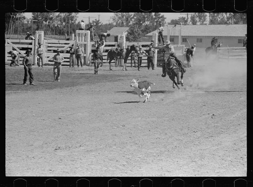 Untitled photo, possibly related to: Roping a calf, rodeo, Miles City, Montana