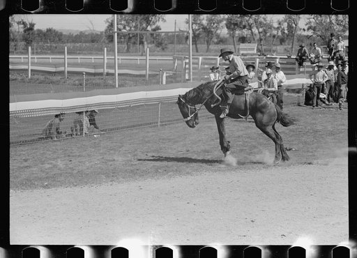 Riding a bucking horse, rodeo, Miles City, Montana