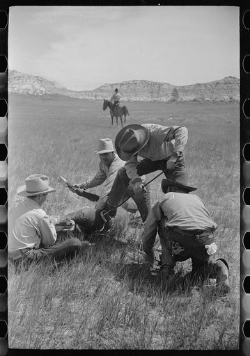 Untitled photo, possibly related to: Branding a calf, Quarter Circle U roundup, Montana