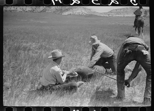 Untitled photo, possibly related to: Branding a calf, Quarter Circle U roundup, Montana