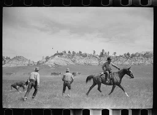Untitled photo, possibly related to: Branding a calf, Quarter Circle U roundup, Montana