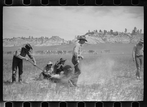 Untitled photo, possibly related to: Branding a calf, Quarter Circle U roundup, Montana