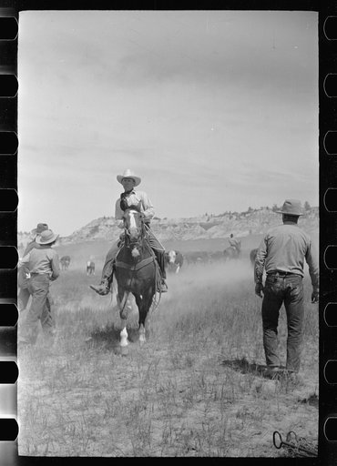 Untitled photo, possibly related to: Branding a calf, Quarter Circle U roundup, Montana