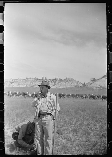 Untitled photo, possibly related to: Cowboy eating "Rocky Mountain oysters," Quarter Circle U Ranch roundup, Montana
