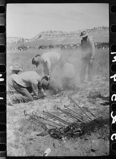 Branding a calf, Quarter Circle U roundup, Montana