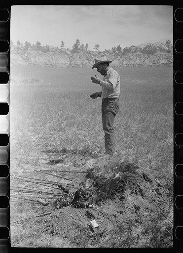 Untitled photo, possibly related to: Cowboy eating "Rocky Mountain oysters," Quarter Circle U Ranch roundup, Montana