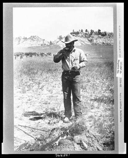 Cowboy eating "Rocky Mountain oysters," Quarter Circle U Ranch roundup, Montana