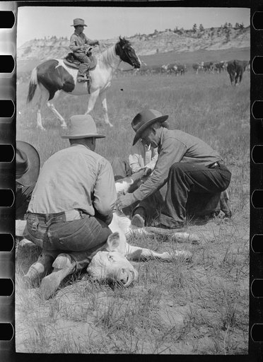 Untitled photo, possibly related to: Branding a calf, Quarter Circle U roundup, Montana