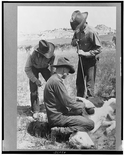 Branding a calf, Quarter Circle U roundup, Montana
