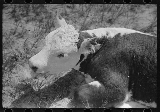Untitled photo, possibly related to: Branding a calf, Quarter Circle U roundup, Montana