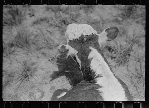Untitled photo, possibly related to: Branding a calf, Quarter Circle U roundup, Montana