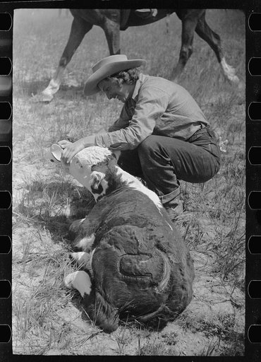 Dude reviving a calf after branding, Quarter Circle U Ranch roundup, Montana