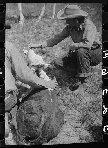 Untitled photo, possibly related to: Dude reviving a calf after branding, Quarter Circle U Ranch roundup, Montana