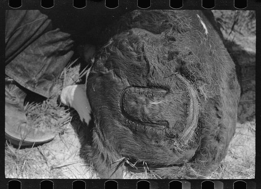 Untitled photo, possibly related to: Fresh brand on calf, Quarter Circle U Ranch roundup, Montana