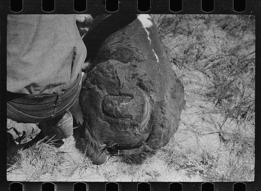 Untitled photo, possibly related to: Fresh brand on calf, Quarter Circle U Ranch roundup, Montana