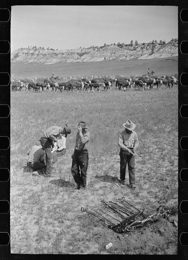 Untitled photo, possibly related to: Branding, Quarter Circle U Ranch roundup, Montana