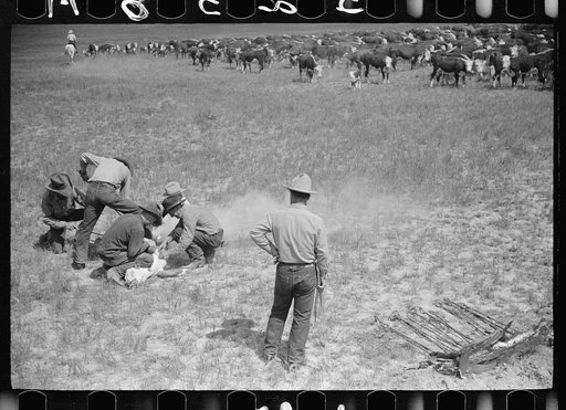 Untitled photo, possibly related to: Branding at Quarter Circle U Ranch roundup, Montana