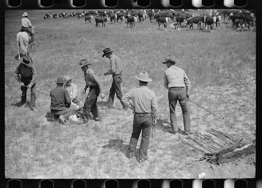 Branding at Quarter Circle U Ranch roundup, Montana