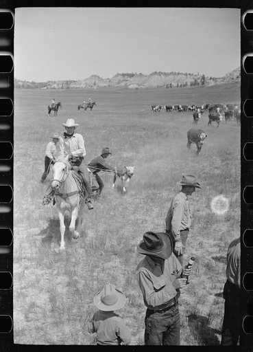 Untitled photo, possibly related to: Branding at Quarter Circle U Ranch roundup, Montana