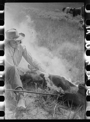 Untitled photo, possibly related to: Dude girl "rassling" a calf, Quarter Circle U Ranch roundup, Montana