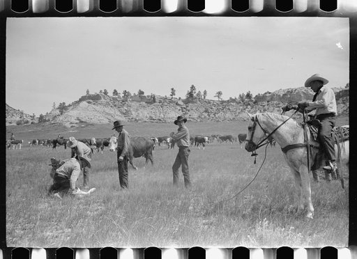 Untitled photo, possibly related to: Branding at Quarter Circle U Ranch roundup, Montana