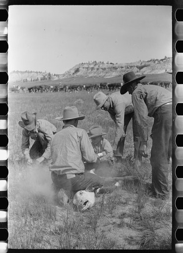 Untitled photo, possibly related to: Cowhands working on a calf, Quarter Circle U roundup Montana
