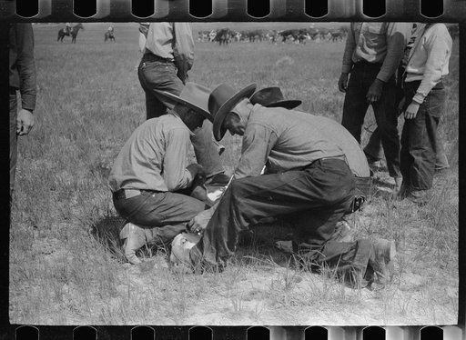 Cowhands working on a calf, Quarter Circle U roundup Montana