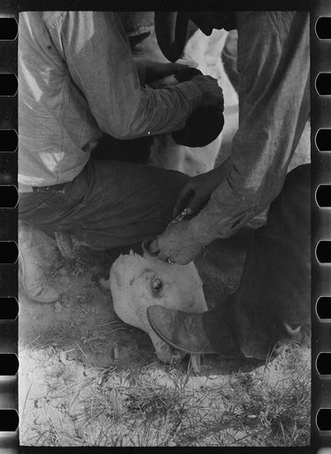 Untitled photo, possibly related to: Cowhands working on a calf, Quarter Circle U roundup Montana
