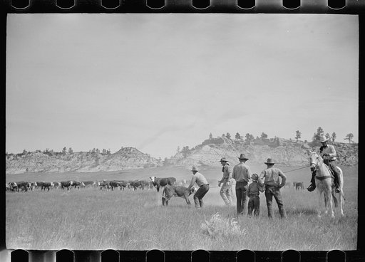 Untitled photo, possibly related to: "Rassling" a calf, Quarter Circle U Ranch roundup, Montana