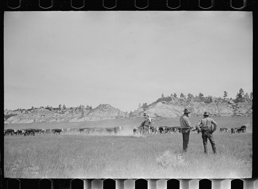 Untitled photo, possibly related to: "Rassling" a calf, Quarter Circle U Ranch roundup, Montana