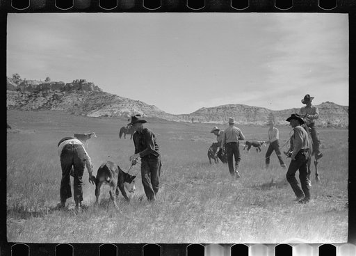 Untitled photo, possibly related to: "Rassling" a calf, Quarter Circle U Ranch roundup, Montana