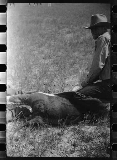 Untitled photo, possibly related to: "Rassling" a calf, Quarter Circle U Ranch roundup, Montana