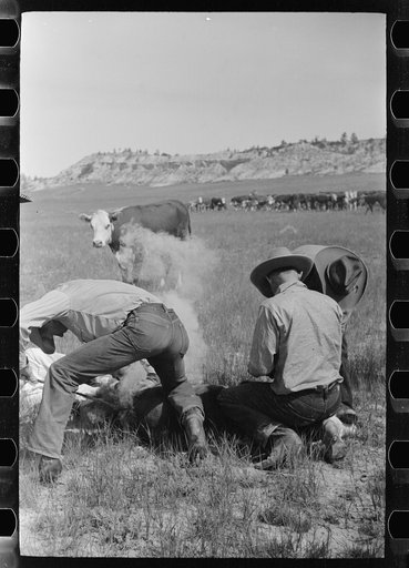 Untitled photo, possibly related to: Branding, Quarter Circle U Ranch roundup, Montana
