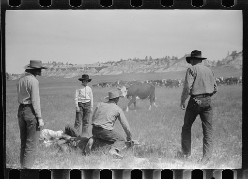 Untitled photo, possibly related to: Branding, Quarter Circle U Ranch roundup, Montana