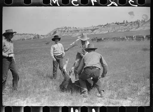 Untitled photo, possibly related to: Branding, Quarter Circle U Ranch roundup, Montana