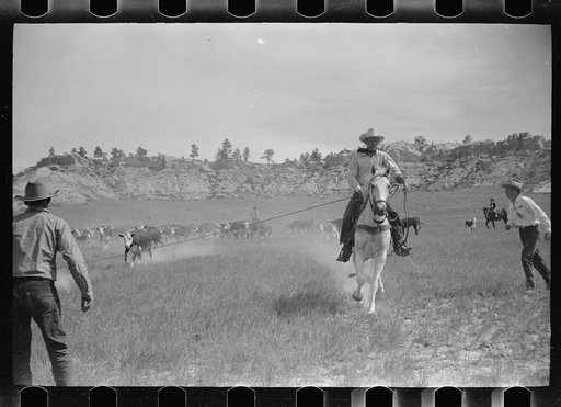Untitled photo, possibly related to: "Rassling" a calf, Quarter Circle U Ranch roundup, Montana