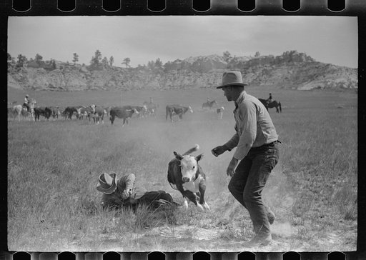 "Rassling" a calf, Quarter Circle U Ranch roundup, Montana