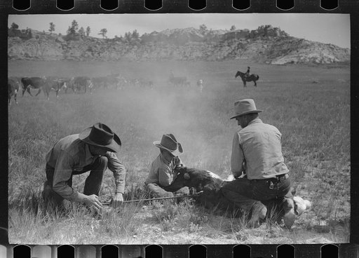 Branding, Quarter Circle U Ranch roundup, Montana
