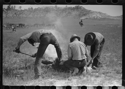 Branding, Quarter Circle U Ranch roundup, Montana