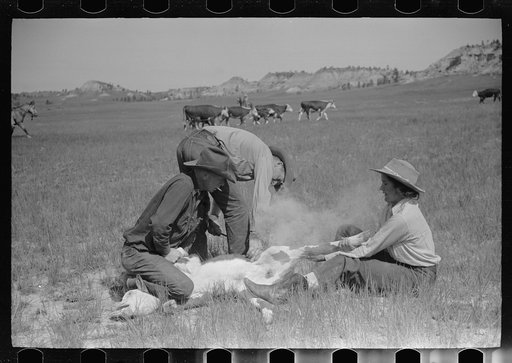Untitled photo, possibly related to: Branding, Quarter Circle U Ranch roundup, Montana