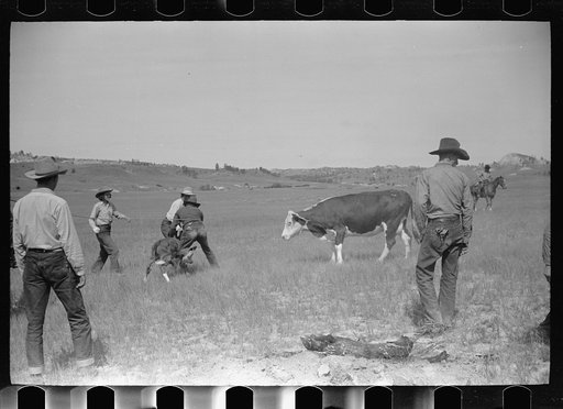 Untitled photo, possibly related to: "Rassling" a calf, Quarter Circle U Ranch roundup, Montana
